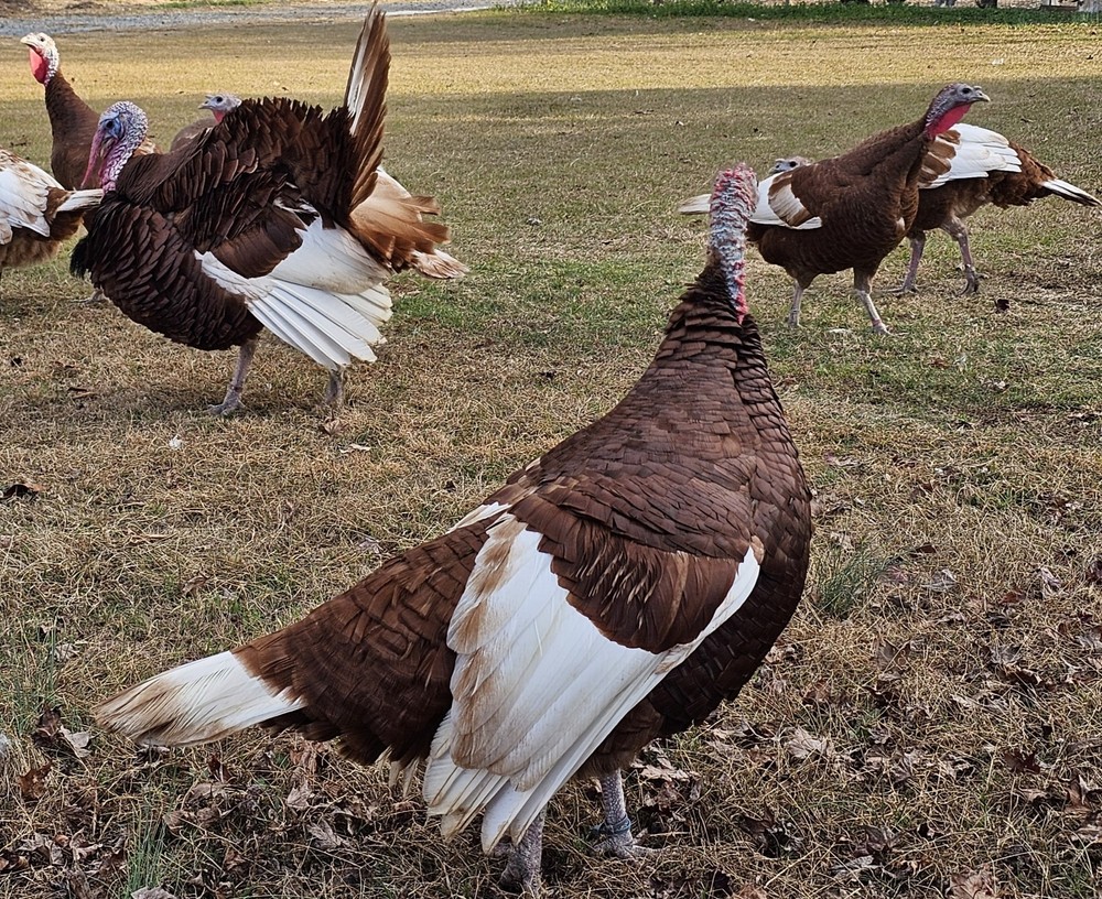 12 Bourbon Red Turkey Hatching Eggs
