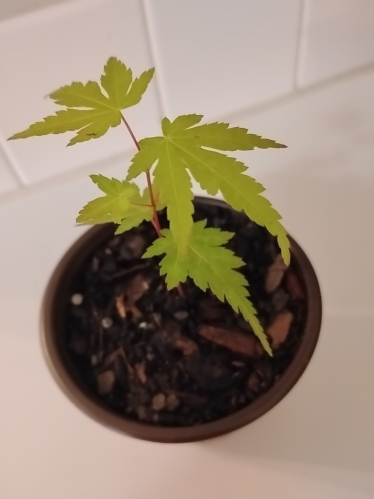 Green Leaf Japanese Maple Tree, 4" Pot.