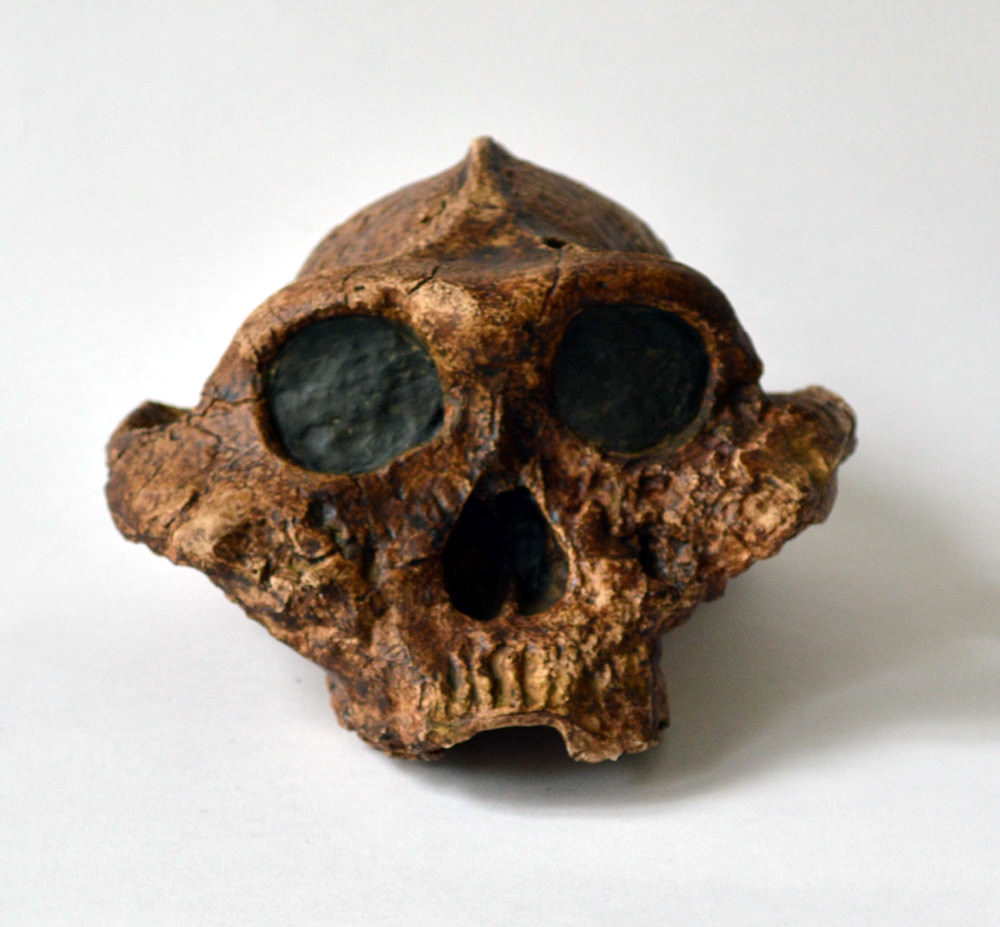 Paranthropus Boisei Skull Replica
