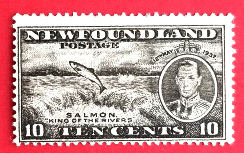 Canada Newfoundland #237 Long Coronation Issue - Salmon MNH