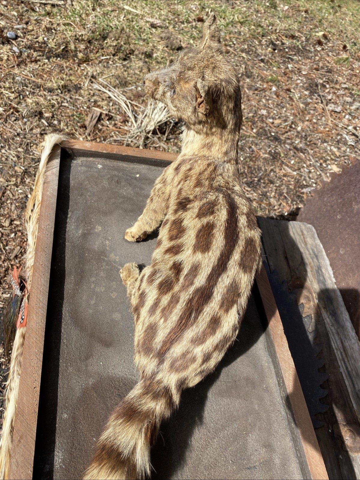 Super Cool African Genet Cat Standing Mount Taxidermy Exotic Decor