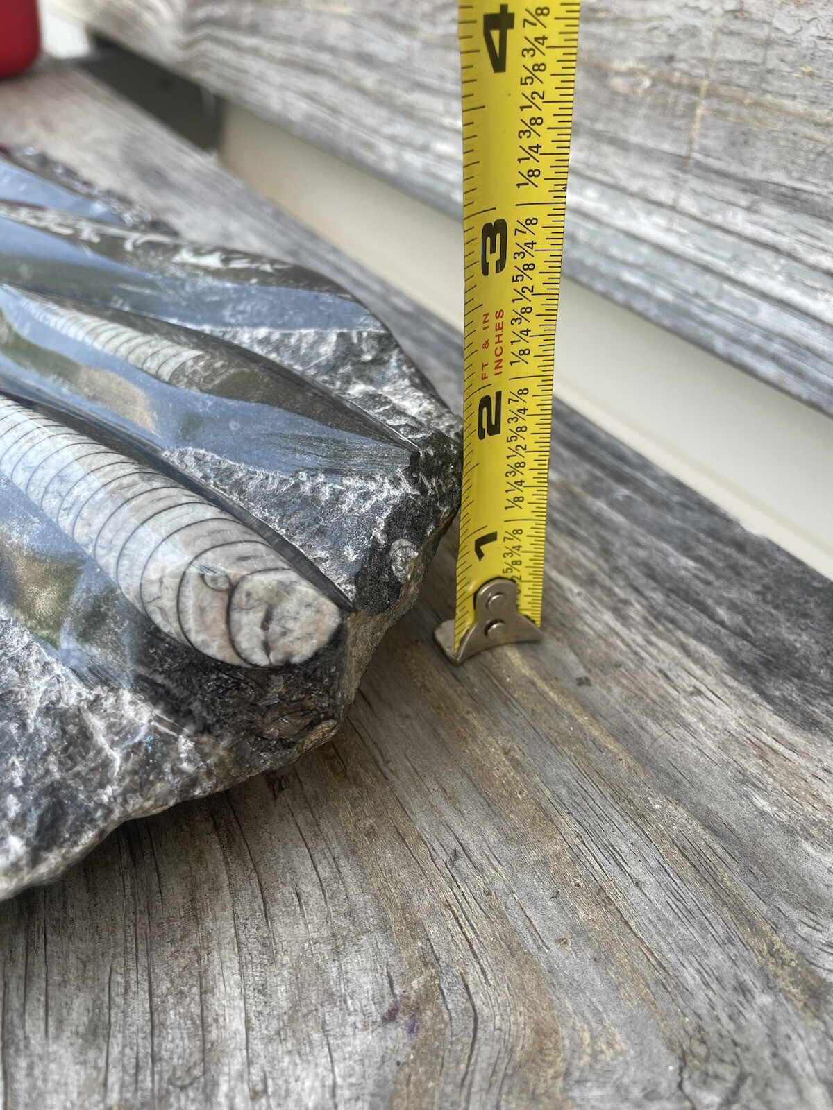 Polished Orthoceras Fossil Black Stone Slab Beautiful ❤️❤️❤️