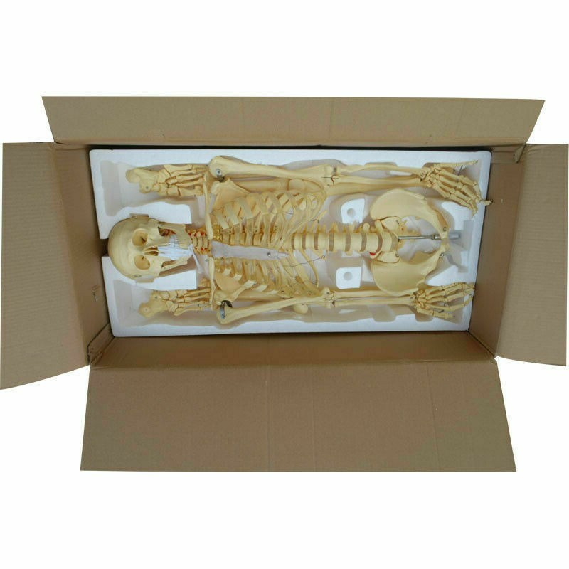 Education Model Anatomical Human Skeleton Nurse Training Display Teach Lab Study