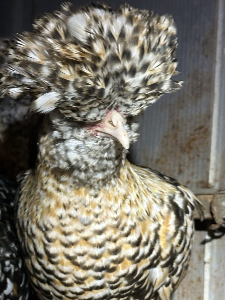 12+++Extra Candy Corn Polish Fertile Hatching Eggs