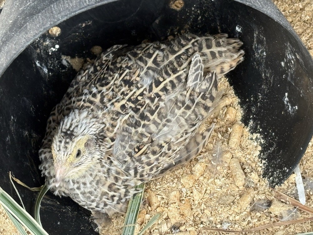 Coturnix hatching eggs unique colors 15 hatching eggs