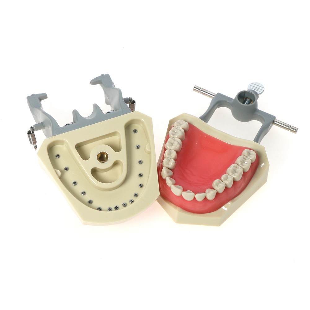 32pcs Columbia Dentoform Dental Typodont Model Removable Teeth Soft Gingiva Pole
