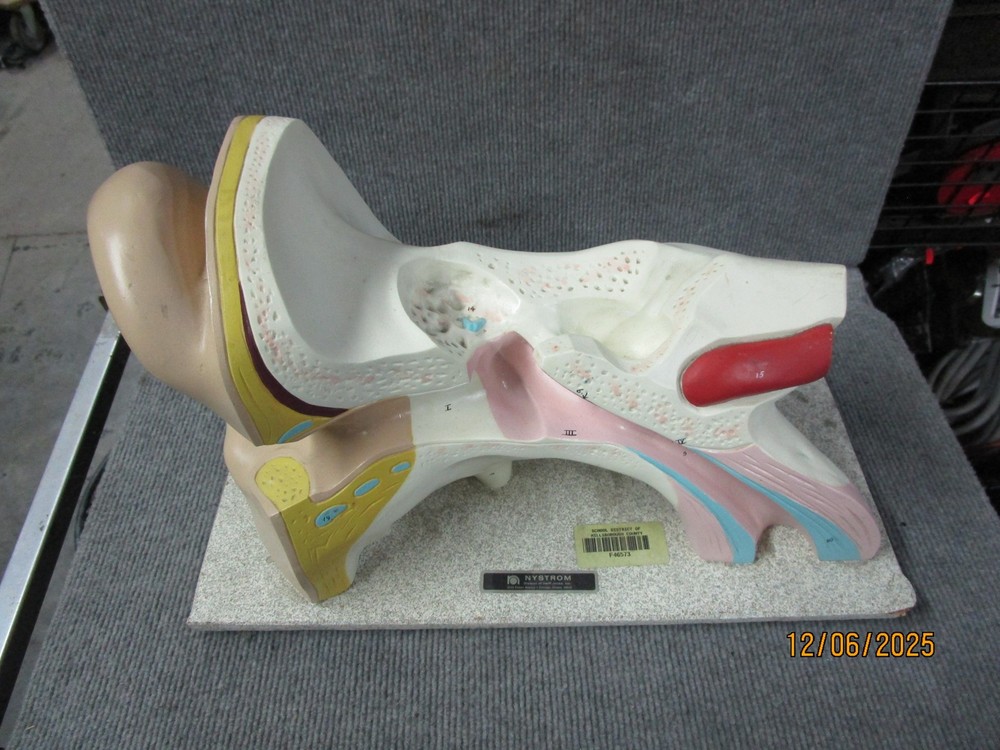 Vintage Nystrom Large Ear Teaching Model