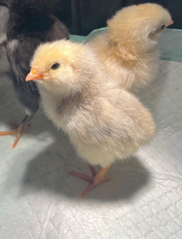 18+ Multi-Generational Olive Egger Hatching Eggs F1-F3