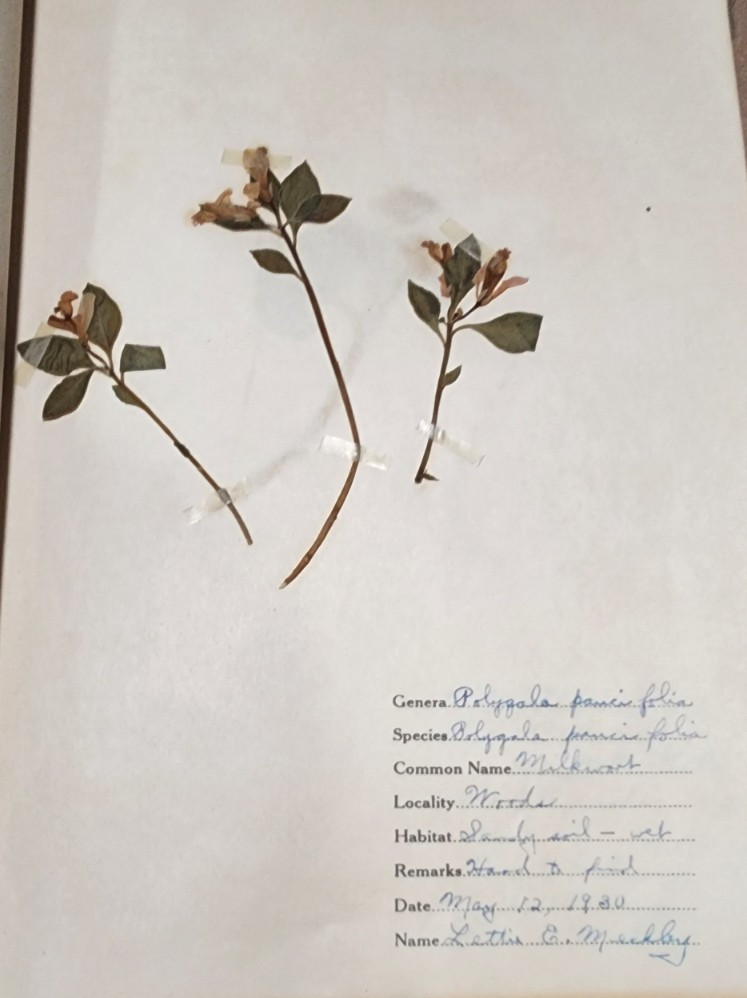 1900 Antique ATLAS HERBARIUM PLANT SPECIMINS Beckley Cardy Co. Completed 1929