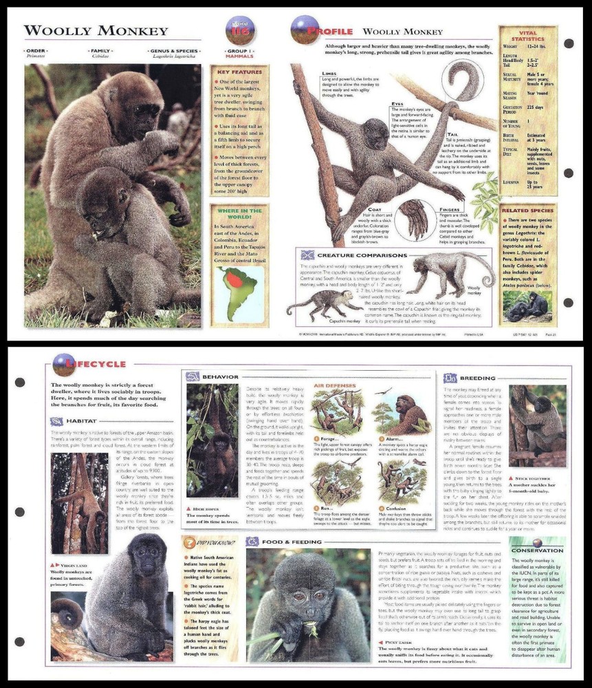 Fold-Out Sheet - Woolly Monkey - 116