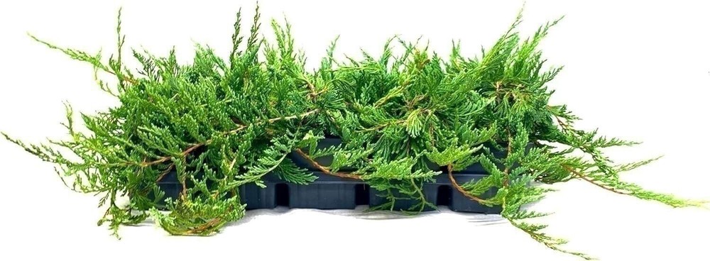 Juniper Bar Harbor | 4 Inch | Juniperus horizontalis | Groundcover