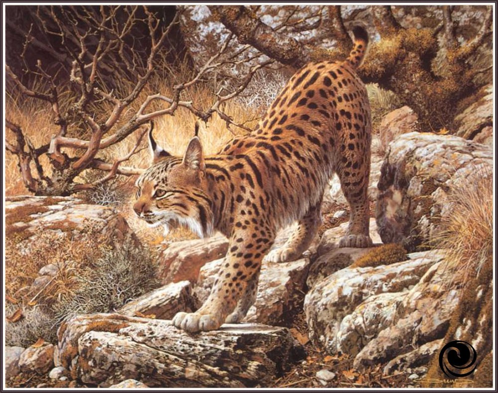 Bobcat in Tranquil Chart Counted Cross Stitch Pattern Needlework 1401