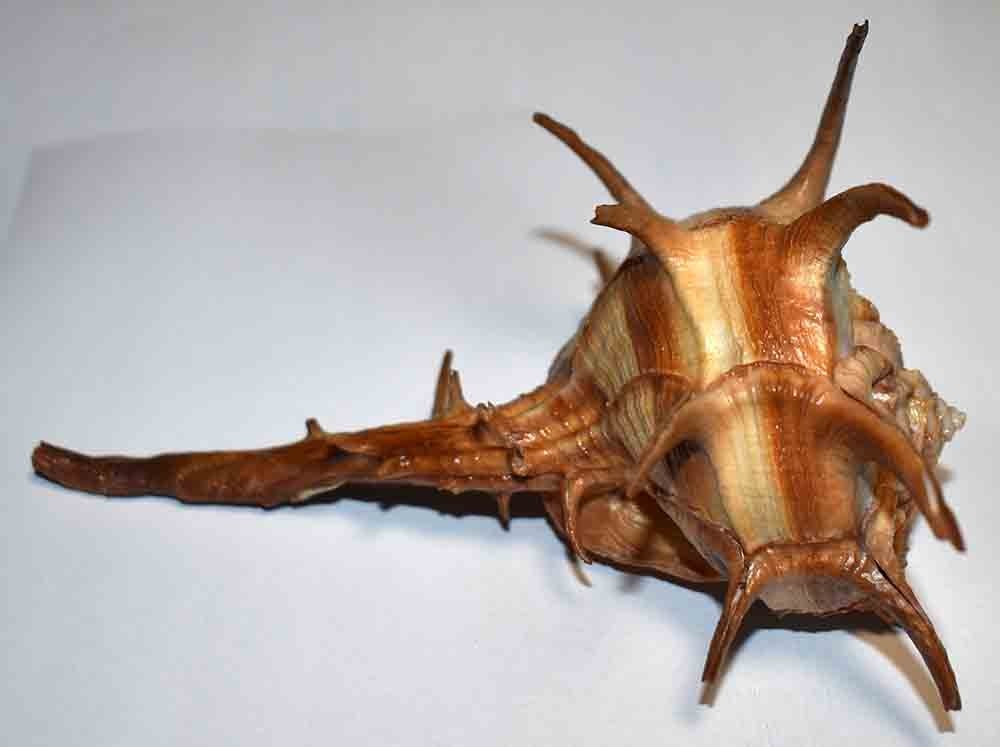 SHELLS - MURICIDAE - DARK CORNUTUS BOLINUS - 138.20mm