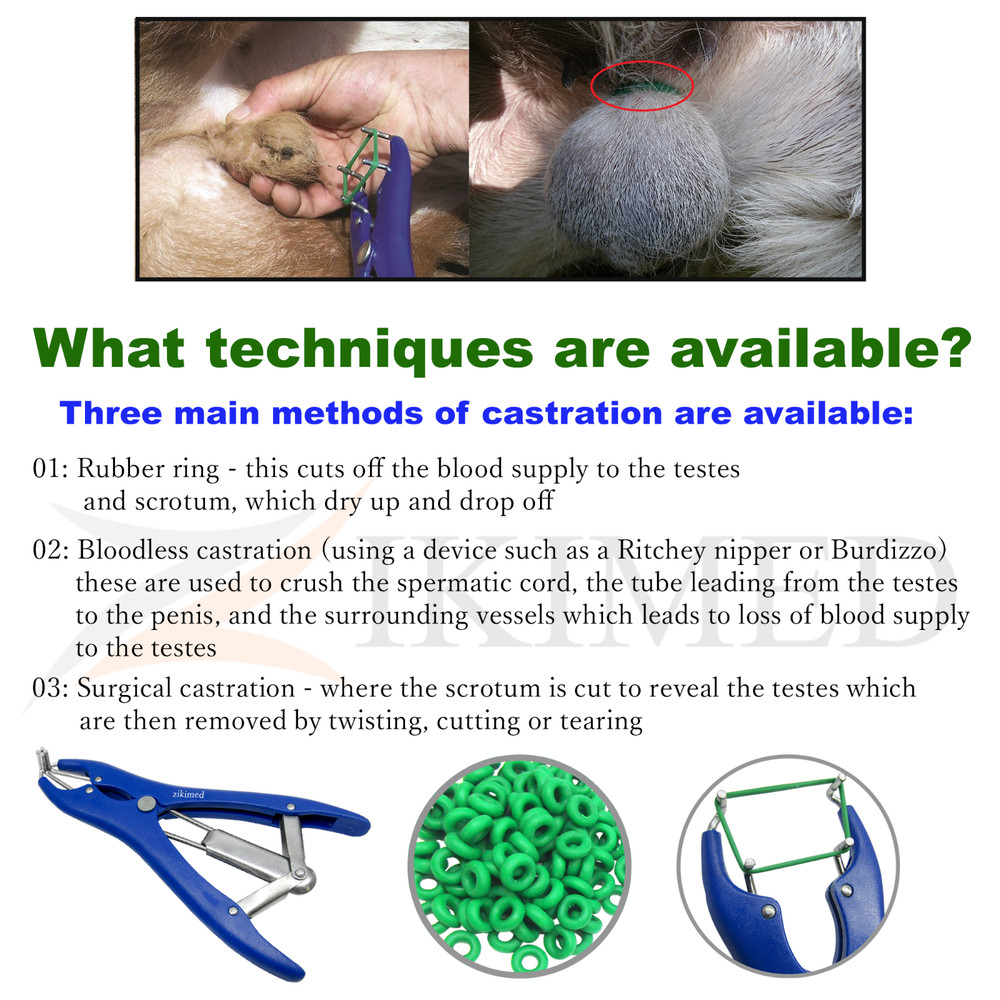Elastrator Castration Blue Plastic Handle Pliers & Free 100 pcs Rubber Ring Bag