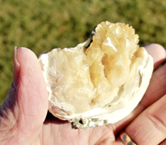 Fluorescent Fossil Crystal Clam from Ruck's Pit, Florida • Mercanaria permanga