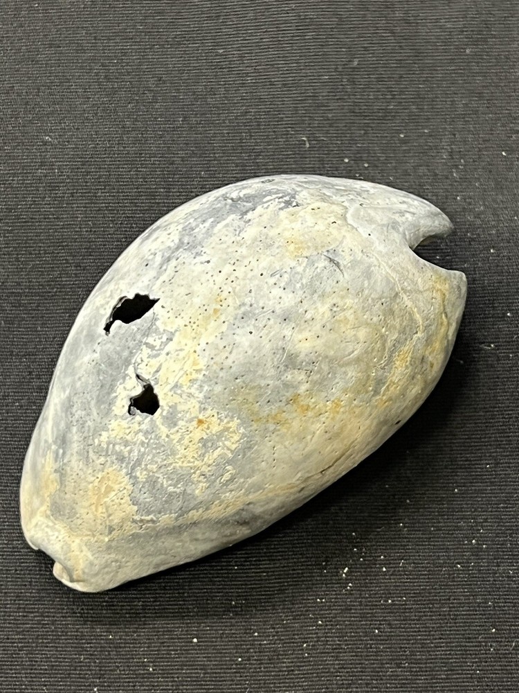 EXTINCT FOSSILIZED COWRIE Shell From Central Florida - Pliocene Era.