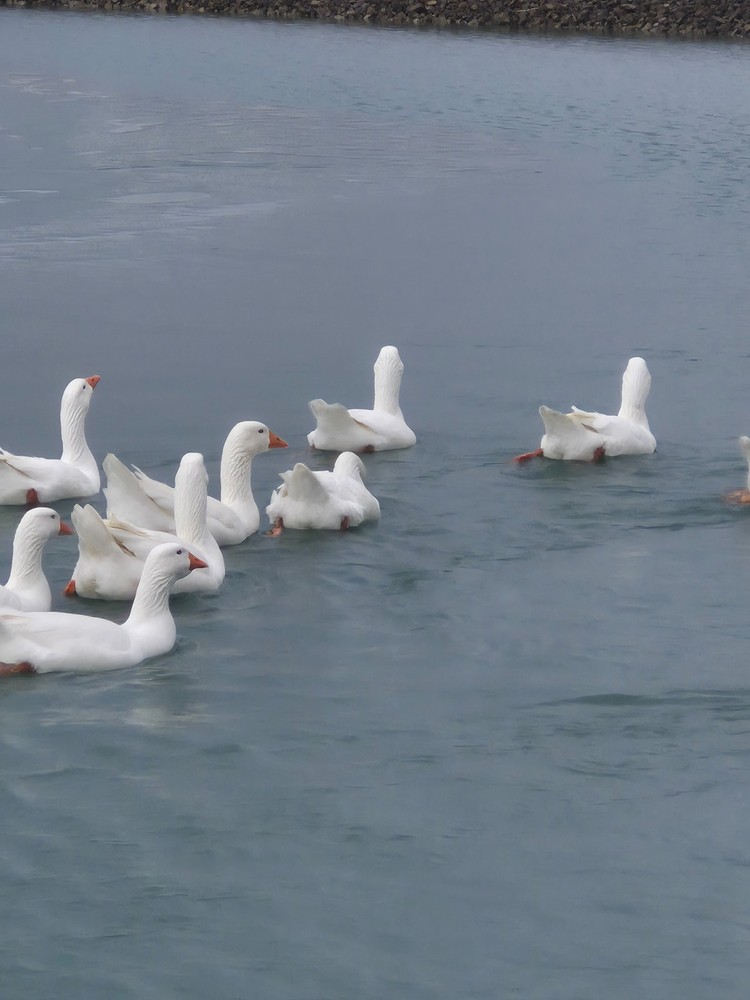 12 White Embden Hatching Goose Eggs