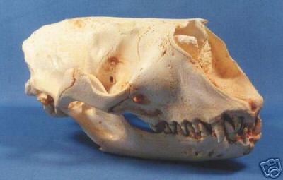 GRAY  SEAL  SKULL   REPLICA