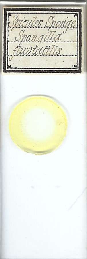 River Sponge Spongilla fluviatilis Spicules Microscope Slide