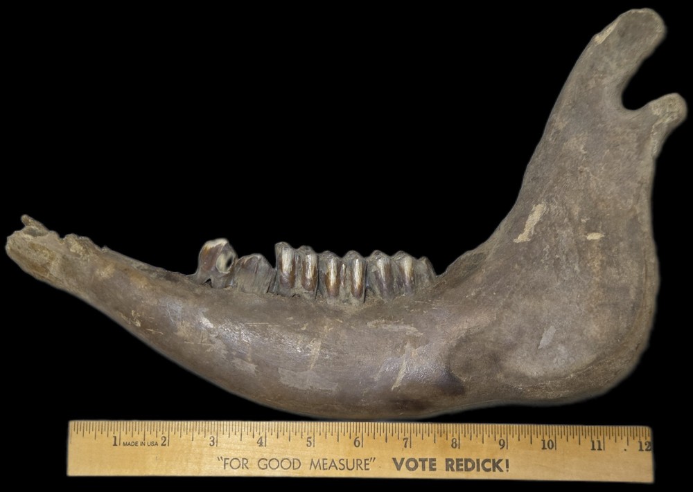 Bison Antiquus Jawbone