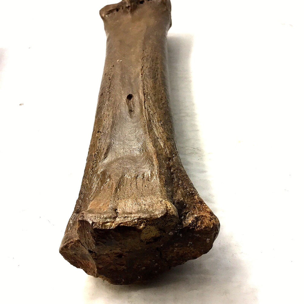 Prehistoric Early Horse Bone?