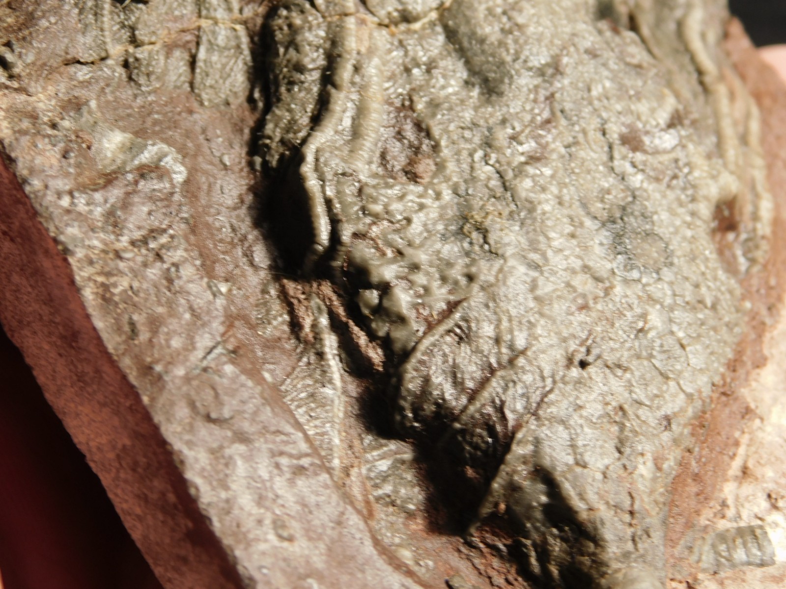 430 Million Year Old! CRINOID Fossil or Sea LILY Fossil Morocco 669gr