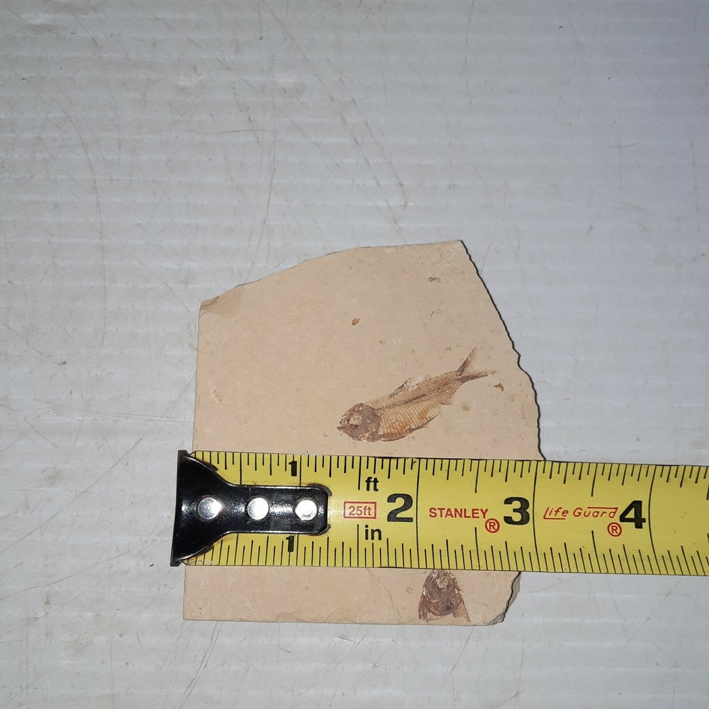 Fossil Fish Plate with One Fish and a Partial Fish