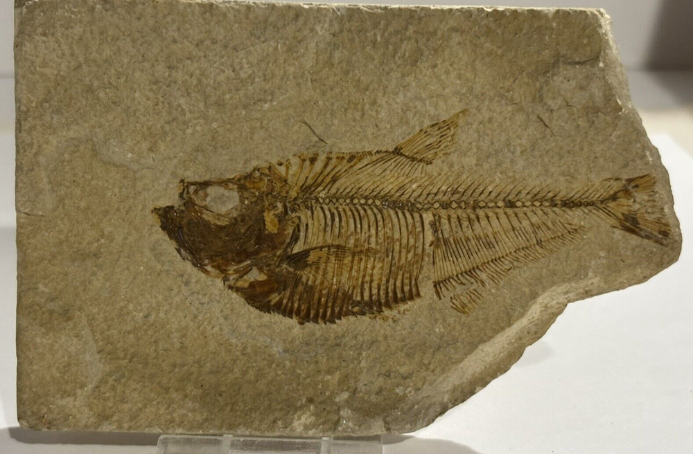 Fish fossil nearly whole fish #B