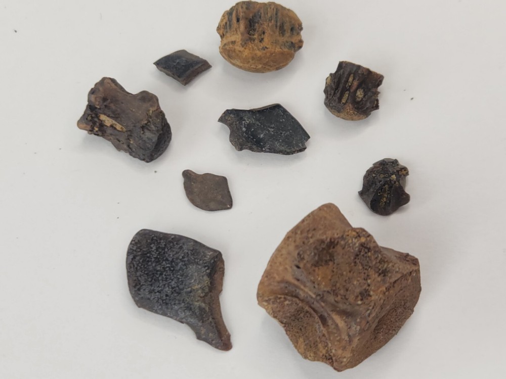 Lance Formation Micro Fossil Pack - Perfect for Teaching / Education - 70 Pieces