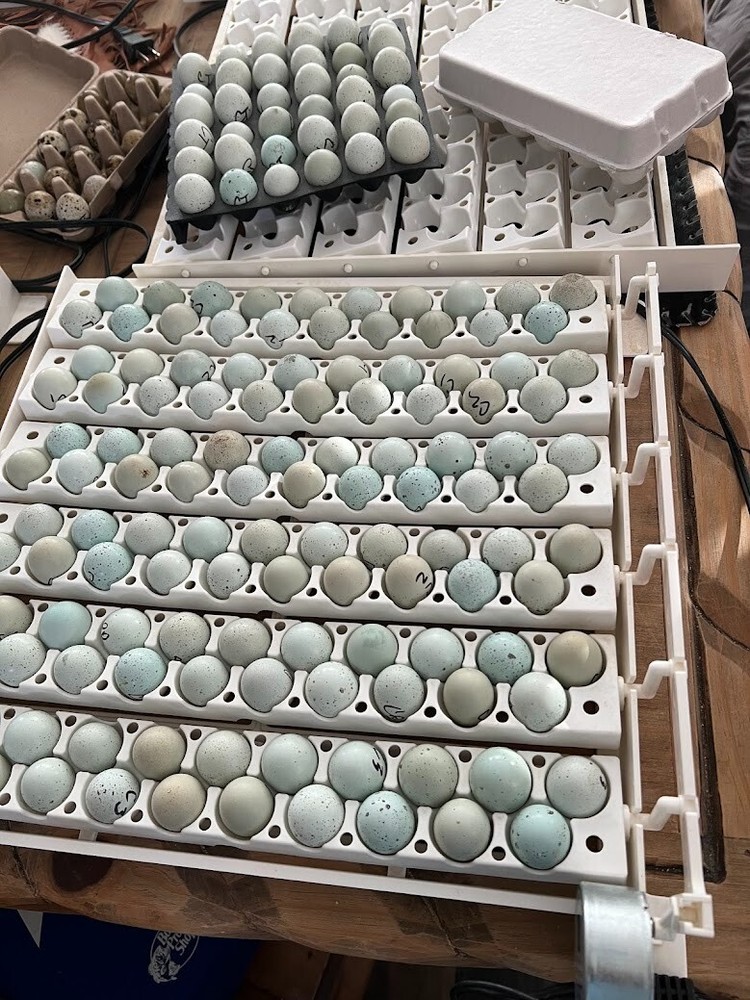 12 Celadon Blue Quail Red Range Jumbo Hatching Eggs, Good Genetics