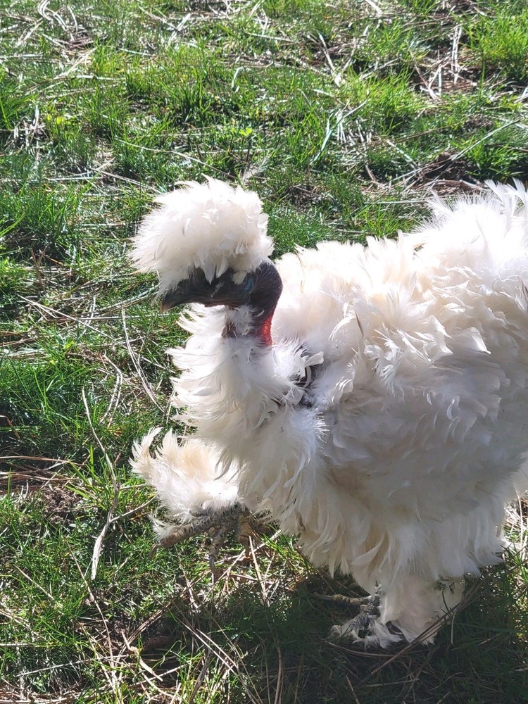 10+ BEAUTIFUL Silkie Hatching Eggs .