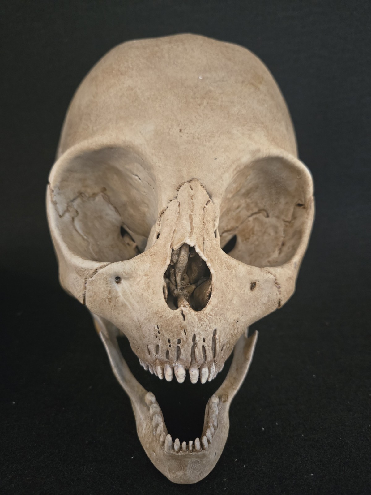 Alien Skull Realistic Full Size