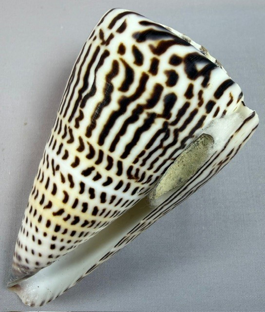 Conus Litteratus 108mm Large Cone Shell Zebra pattern Collector w/data Operculum