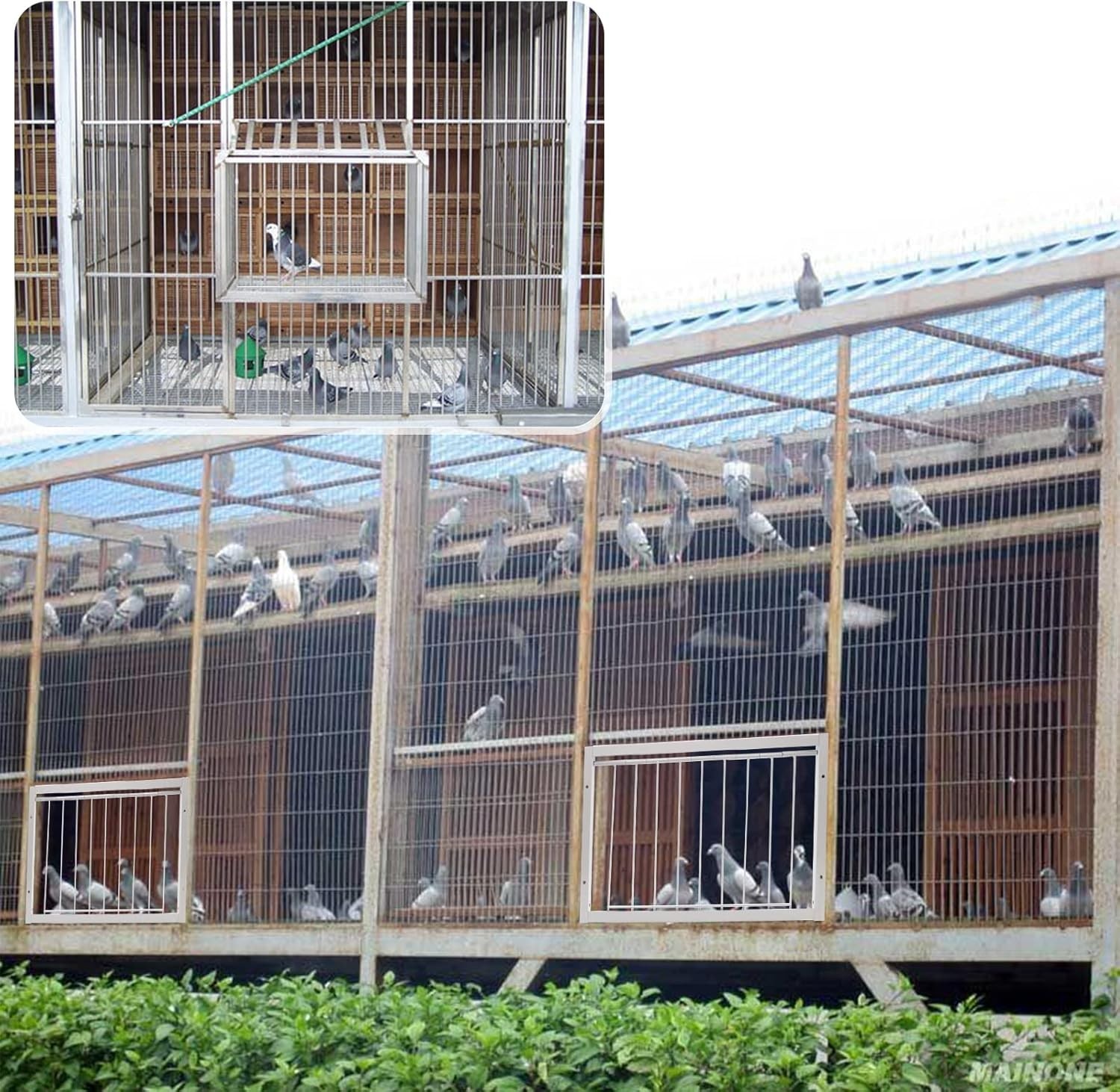 1 jaula para pájaros, trampa de acero inoxidable para palomas, puerta con barras