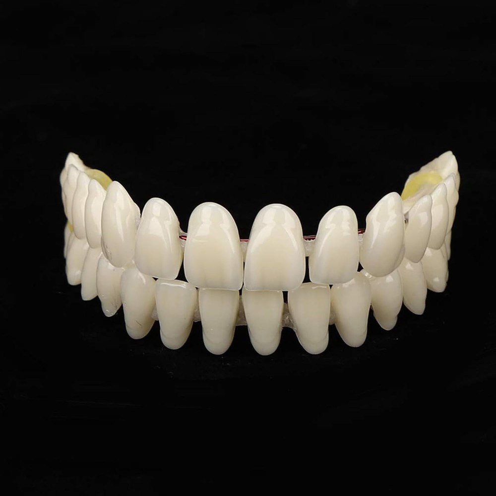 280pcs Resin Denture Teaching Model Set for Comprehensive Dental Education