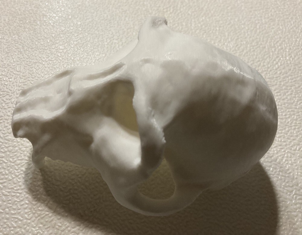 Chimpanzee Skull Replica Uppet 3D Printed