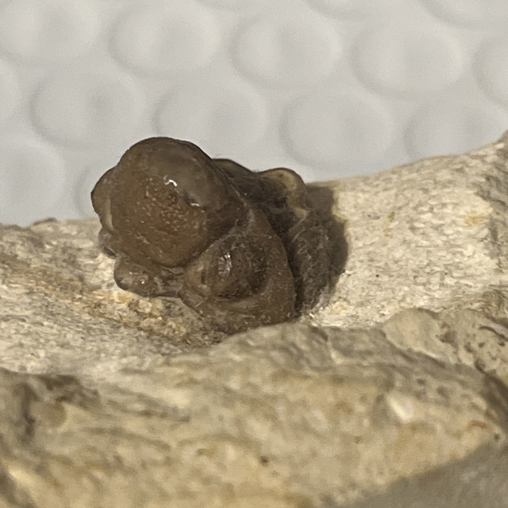 Authentic Trilobite Fossil