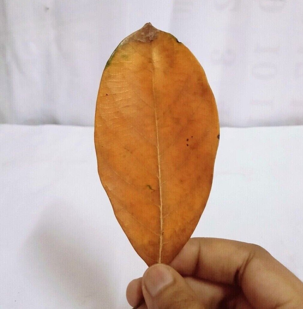 original organise 100% jackfruit leaf