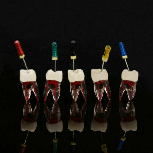 Dental Tooth Endo Root Canal Study Model For RCT Practice Blocks Pulp Cavity