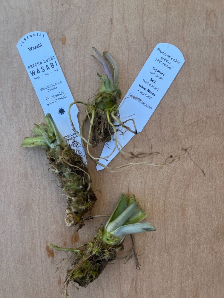 Wasabi Plant Start