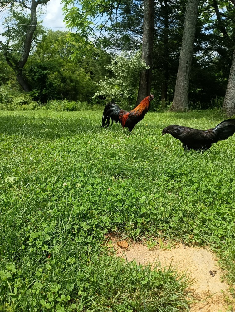 6+ Fertile Hatching Eggs