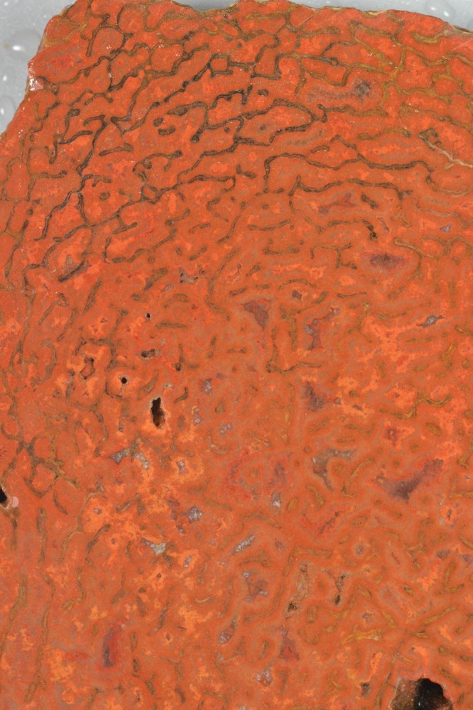 Orange Agatized Dinosaur Bone, New Mexico, 70 grams
