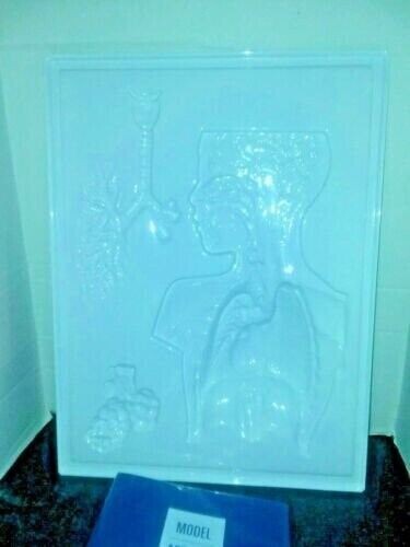 Hubbard Scientific 3D 3 Dimensional Plastic Chart Respiratory System Kit