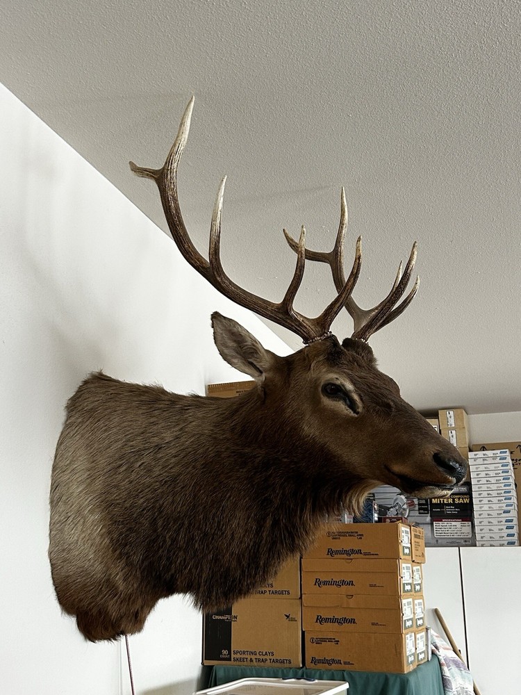 10 Point Bull Elk