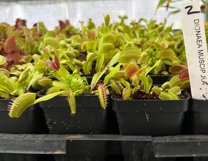Venus Flytrap – Dionaea muscipula – Carnivorous Plant