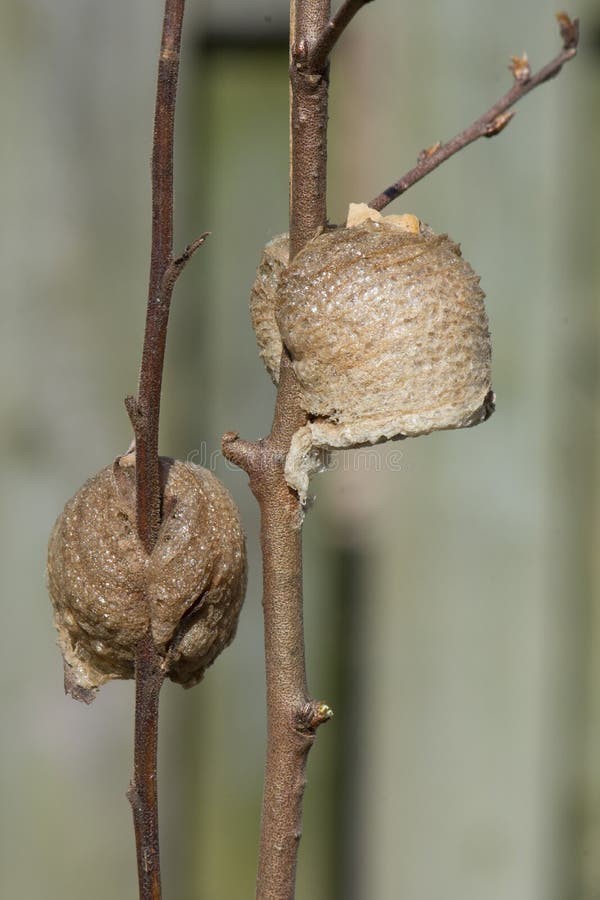 Praying Mantis Ootheca