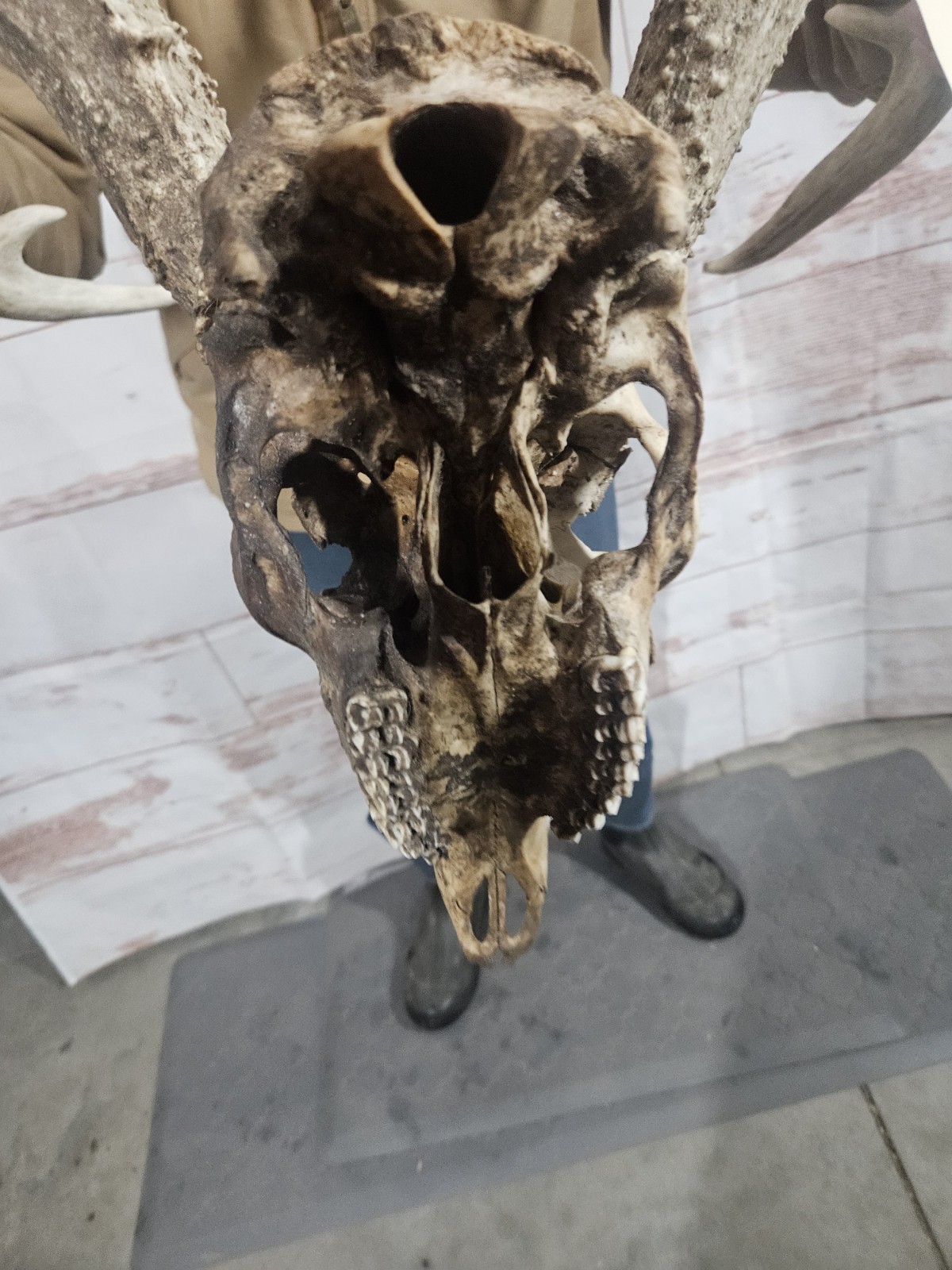 Wild 10 Point Whitetail Deer Antler Rack Horn European Skull Mount Man Cave 148"