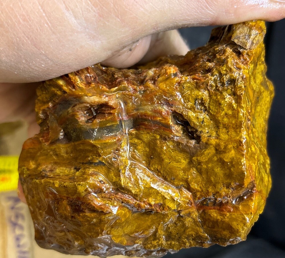 Colorful petrified wood