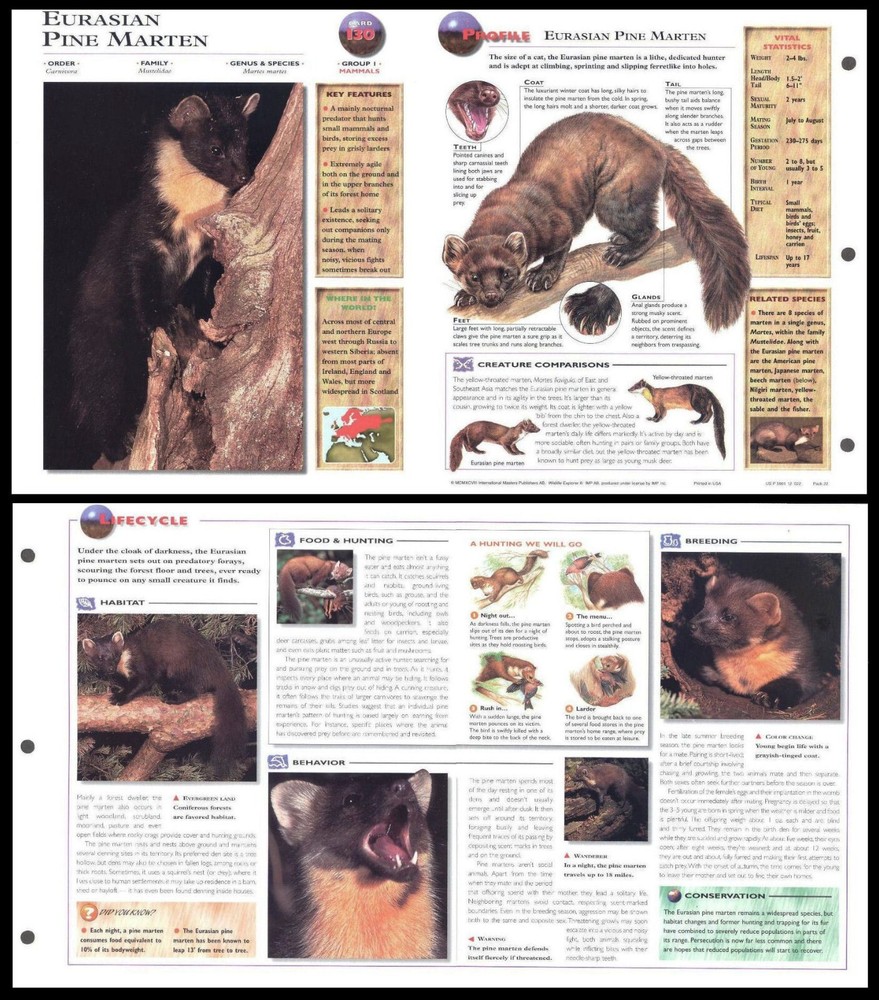 Fold-Out Sheet - Eurasian Pine Marten - 130