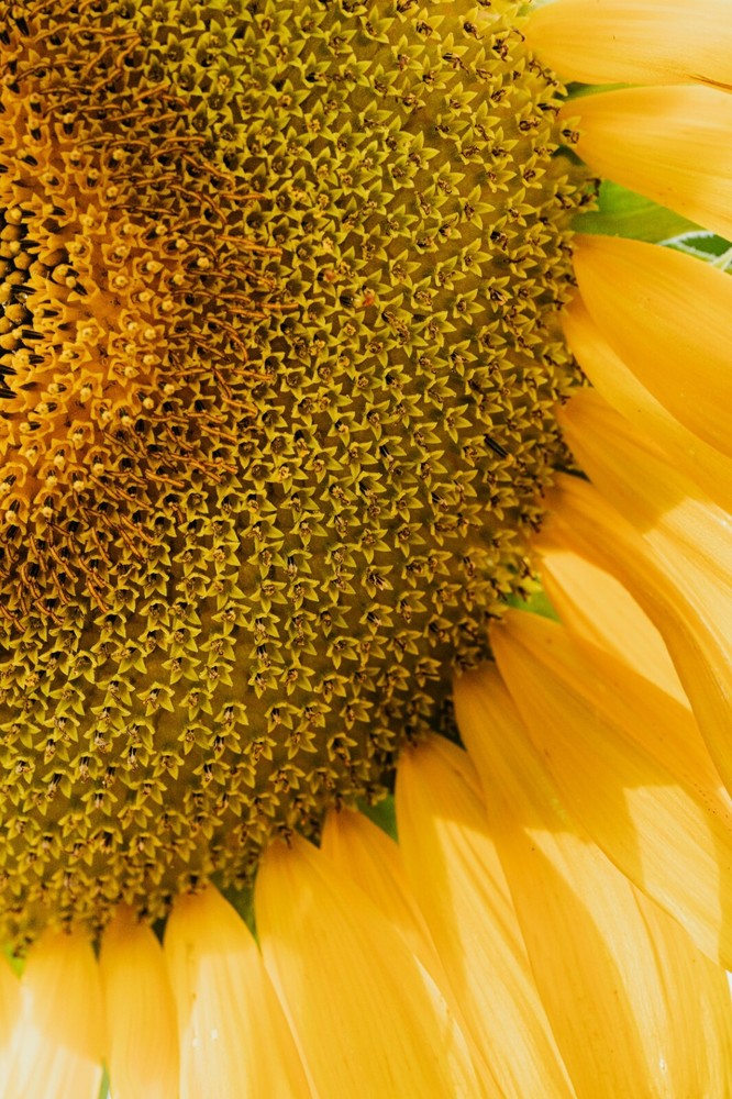 Sprouted Sunflower Kernels / 1KG